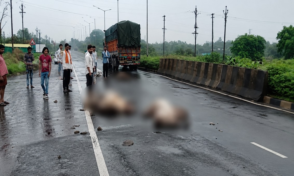 Guna Road Accident: गुना में तेज रफ्तार ट्रक ने 11 गोवंश को कुचला, गुस्साए ग्रामीणों ने NH-46 पर चक्काजाम कर जताया विरोध