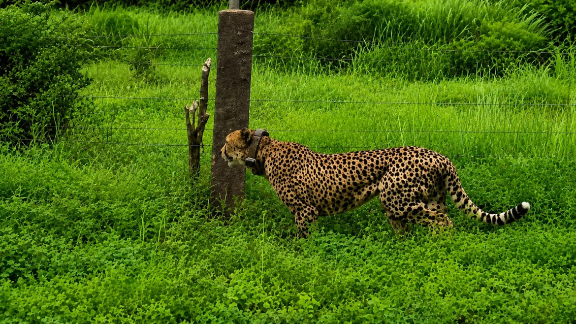 Kuno National Park:  13 दिन बाद मिली मादा चीता निर्वा! शिकार के सुराग ने खोला राज, खेतों में ऐसे हुई तलाश